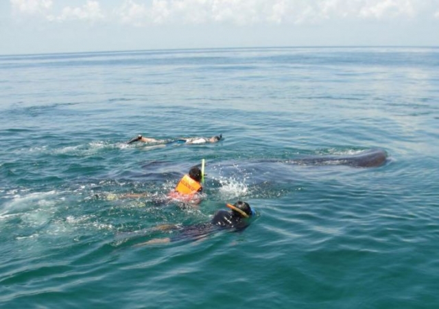  Fai snorkeling con lo squalo balena 